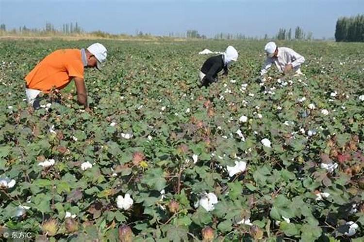 农家乐化肥是不是大品牌