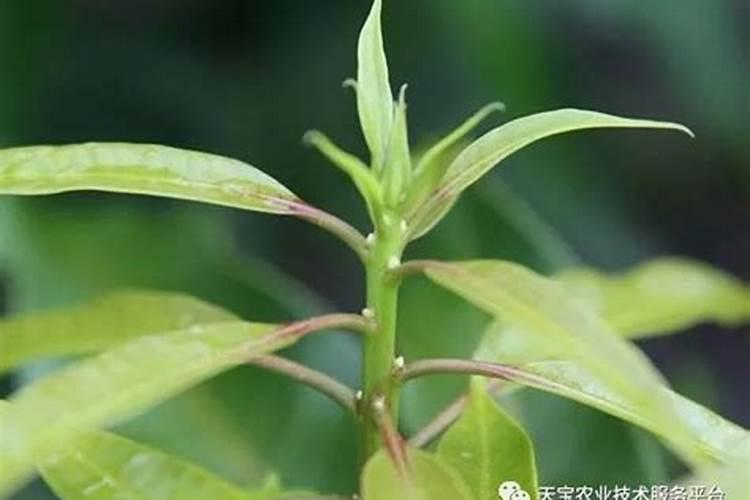 大量元素水溶肥和钙肥己冲施有什么后果？