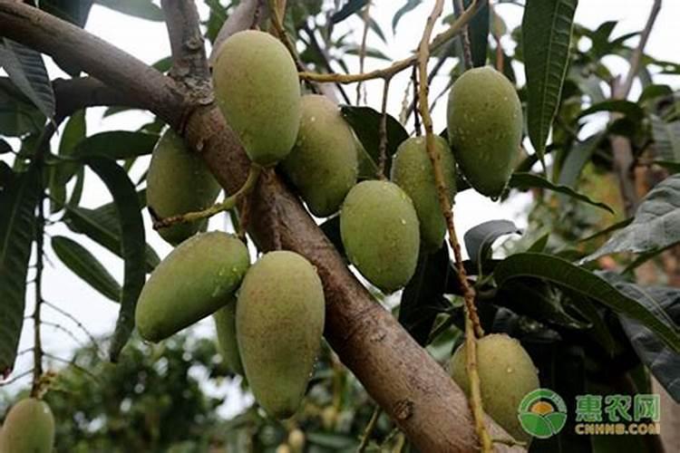 芒果用什么肥料能快速成长？施肥几次？