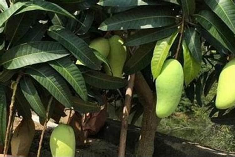 芒果开花期的管理技术是什么