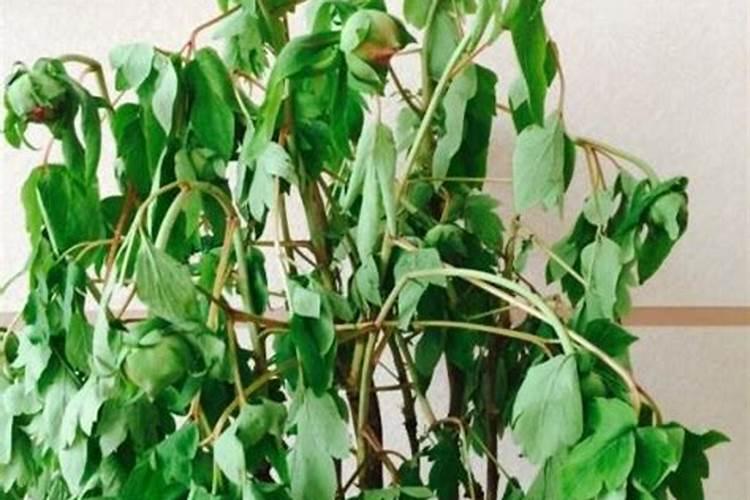 栽了一年的小杨树上化肥太多了,树叶发蔫了怎么解决呢？谁有解决的办法说...