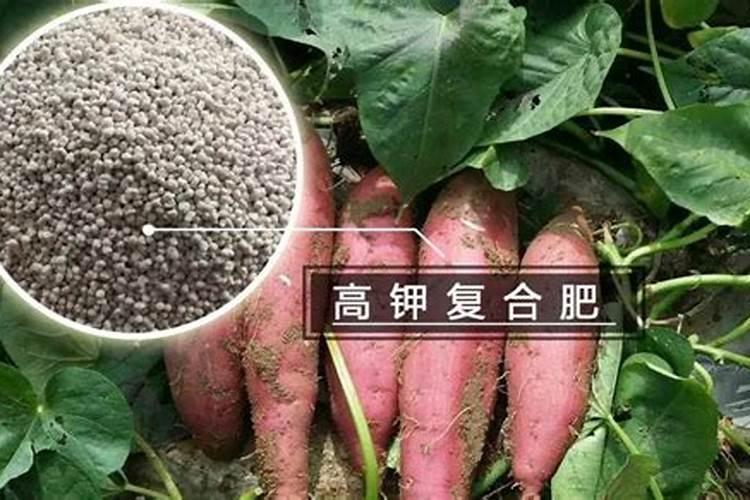 卷心菜怎么施肥