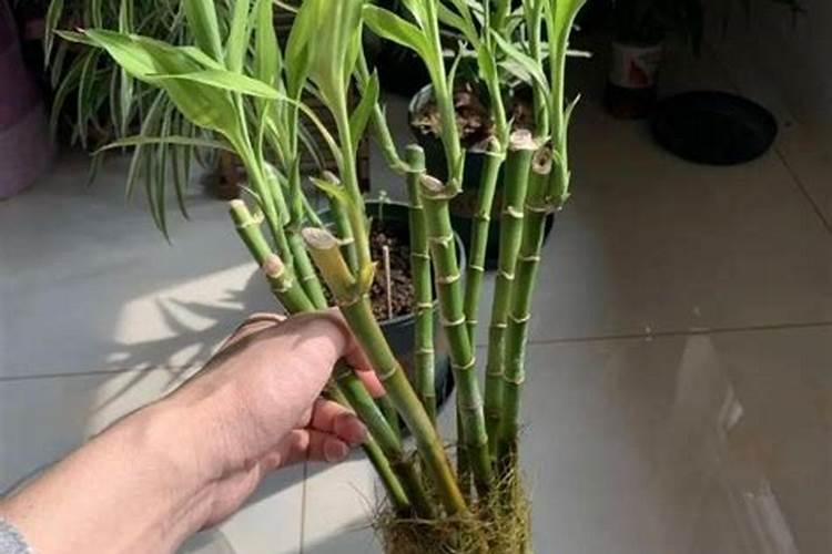 番茄开花了施什么肥