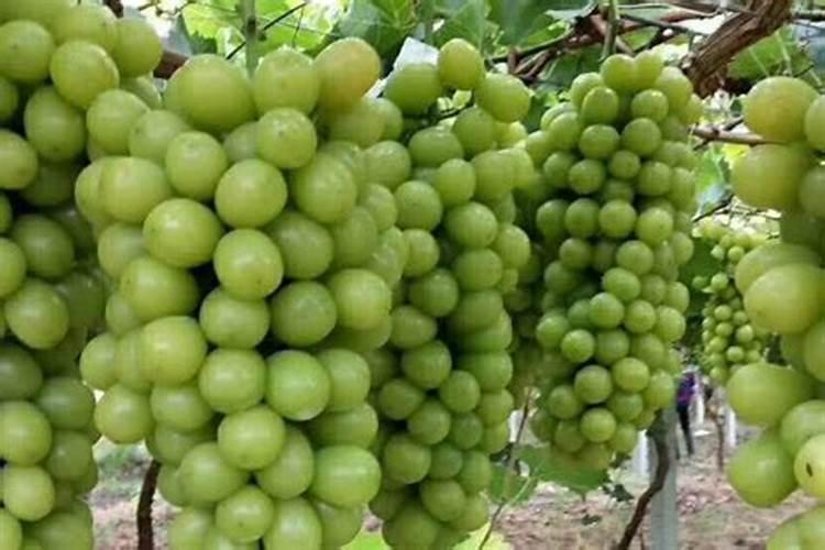 高磷水溶肥什么时候用？