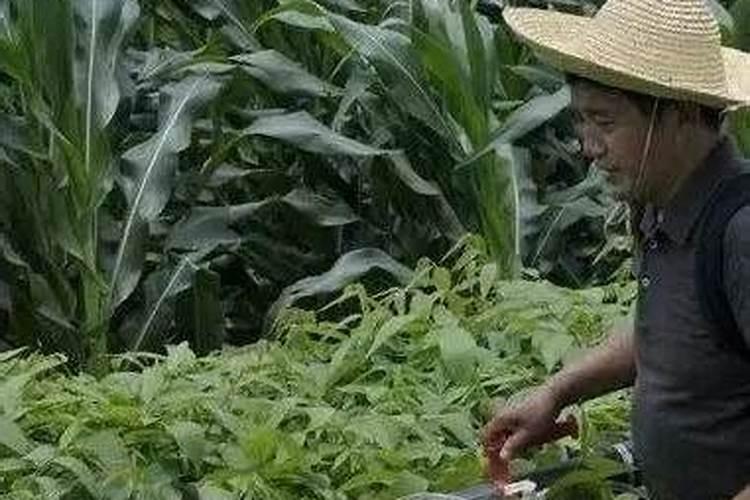 丝瓜霜霉病的初期症状？种植丝瓜增产增收的防病施肥建议