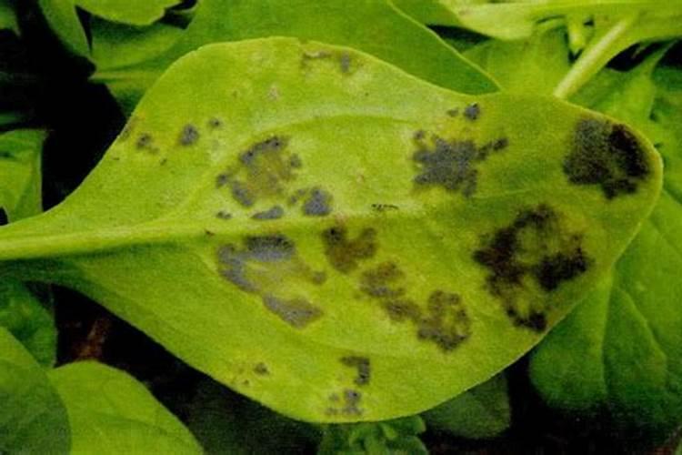 小葱(香葱)预防霜霉病用什么药好？