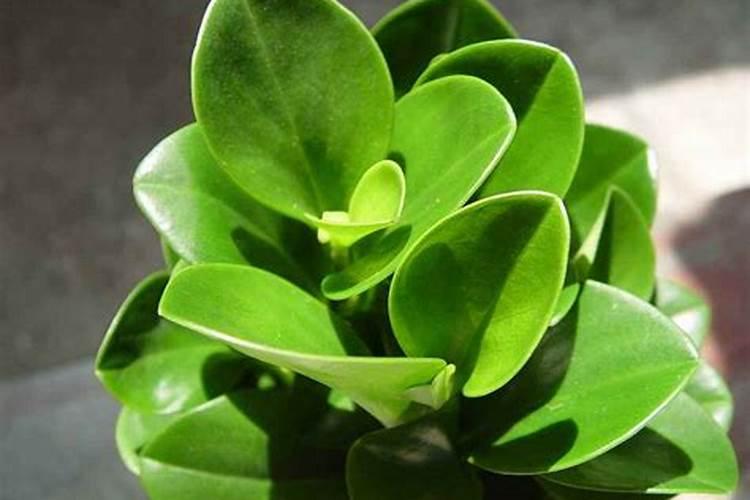 什么肥料能使叶子黑绿、用什么肥叶片发厚发绿