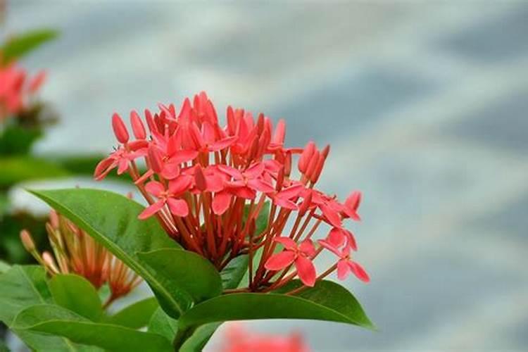 小番茄施什么肥最好