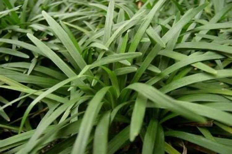 肟菌戊唑醇与水剂钙配会产生反应吗？