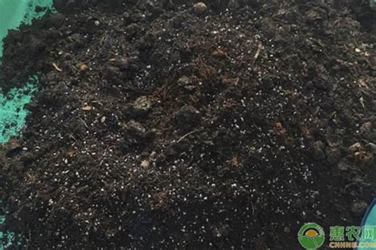 乌橄榄哪里种植最多~~