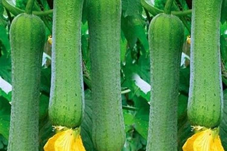 丝瓜长藤不开花原因