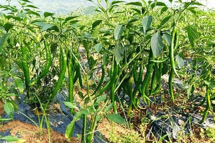 辣椒施肥用什么化肥好什么时候施肥效果好