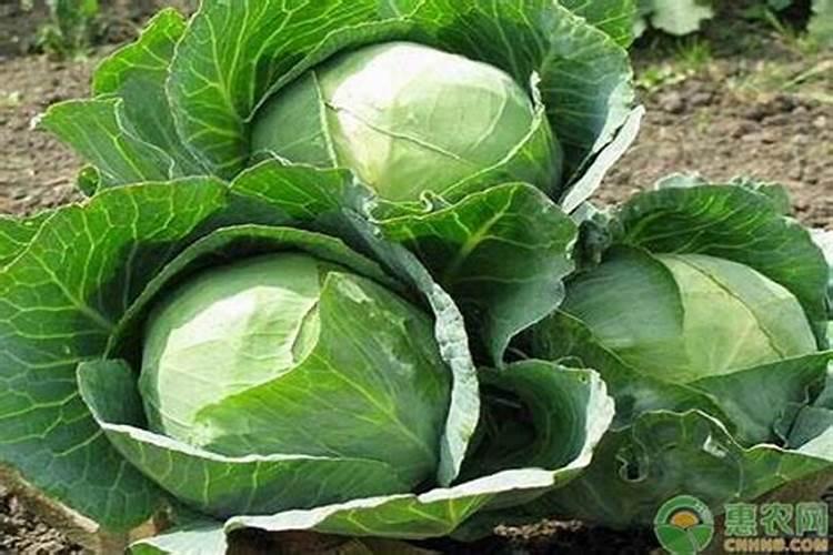包菜要种几个月可以收 附种植技术和时间