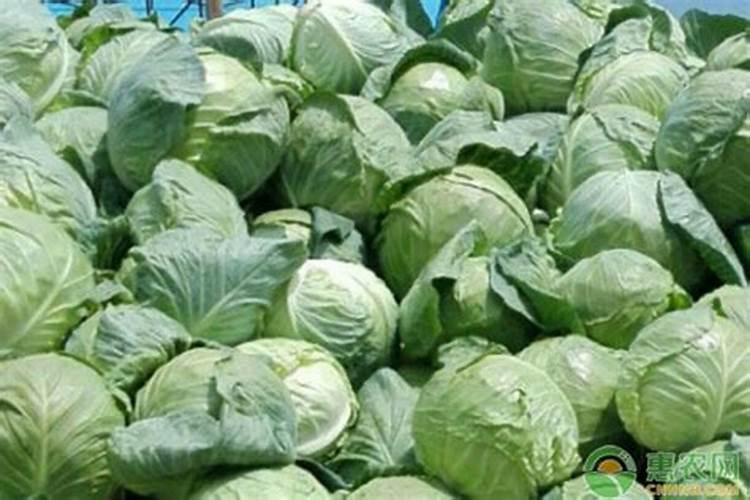 硼对滴灌作物生长的影响是什么？如何科学滴施硼肥？