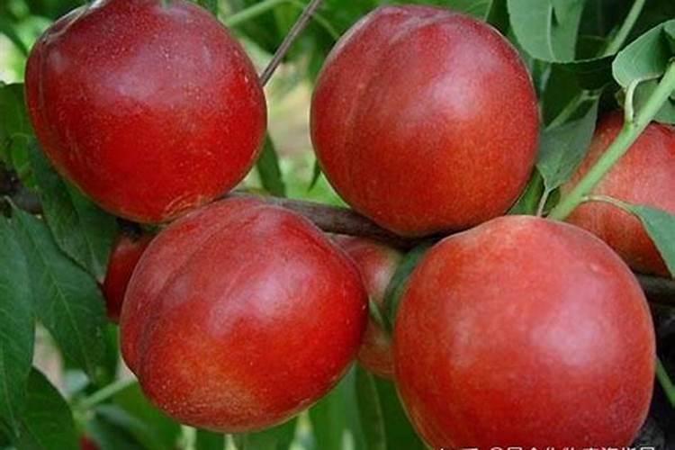 复合人参牡蛎多肽片的功效与副作用分别是什么样的