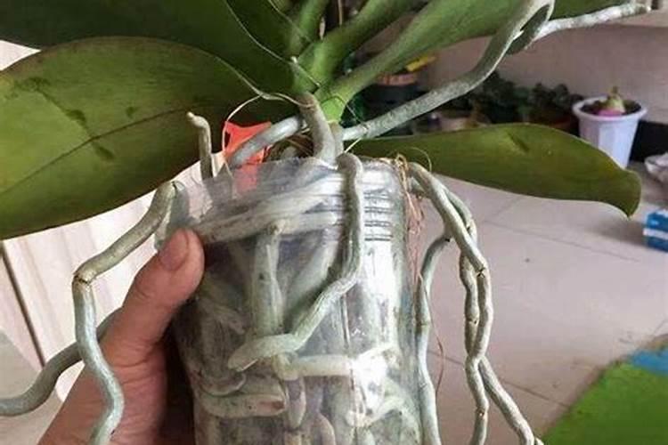 为什么花生根后会长虫子？