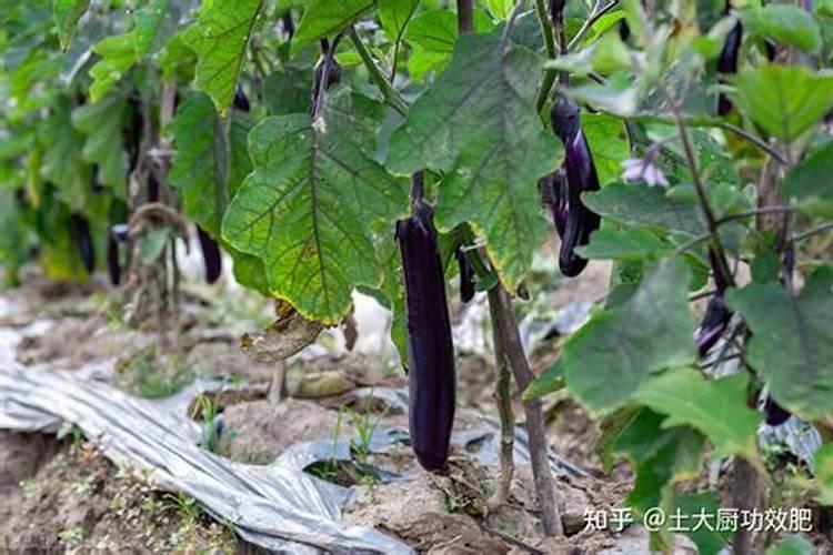 豆饼肥料的使用方法