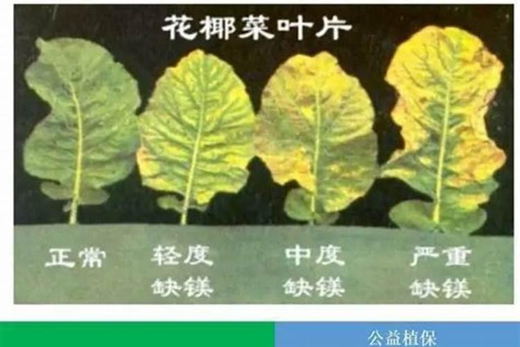 氨基酸和腐植酸你分清了吗？