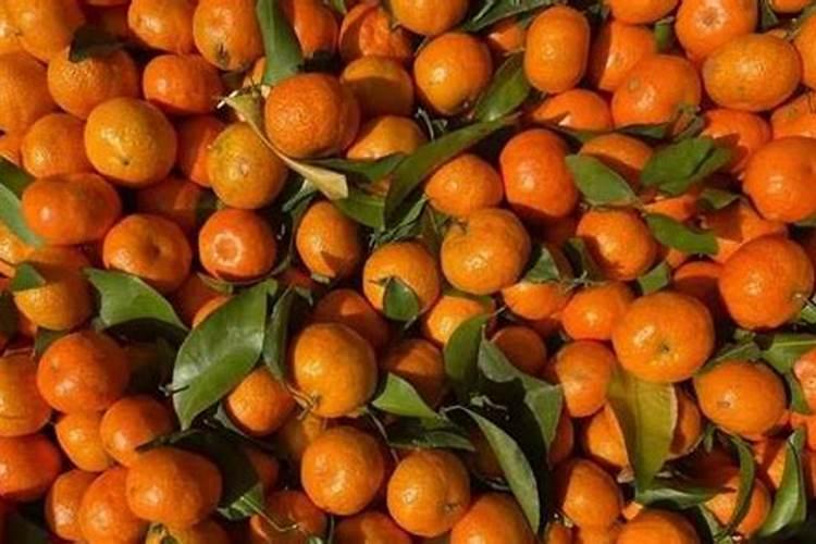 无架豆角出现不结豆角的情况要如何解决？