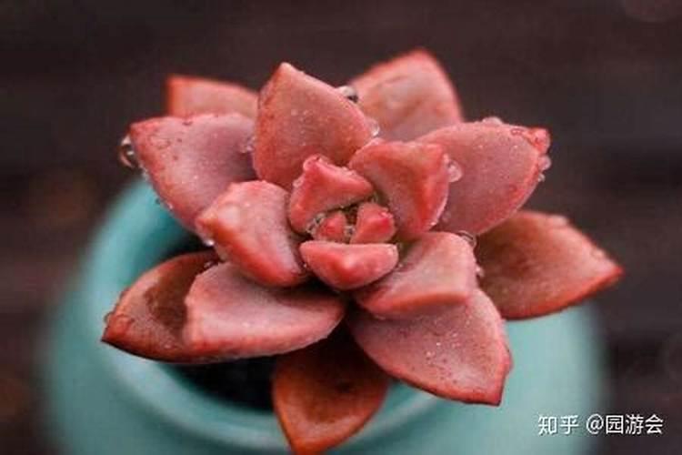 赤霉素、芸苔素、多效唑用法大汇总!