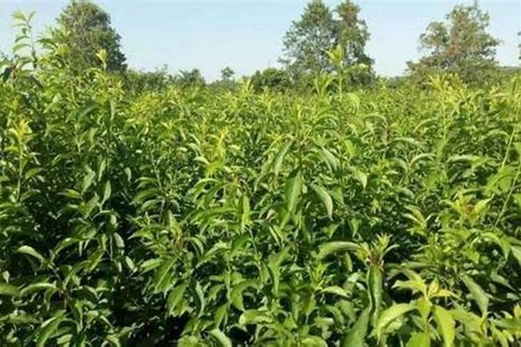 桃树在山顶上种植技术