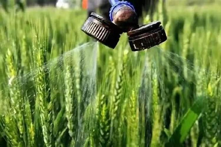 桃树管理打药与施肥