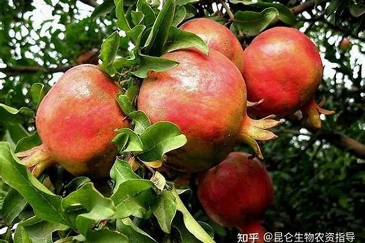 流体硼和硼酸有什么区别