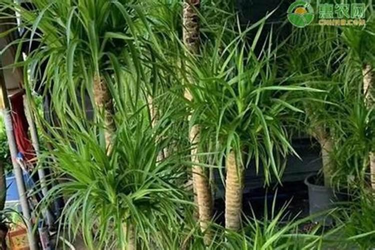 想制作一吨叶面肥备用不知加尿素、磷酸二氢钾、铁锌微量元素多少量合适...