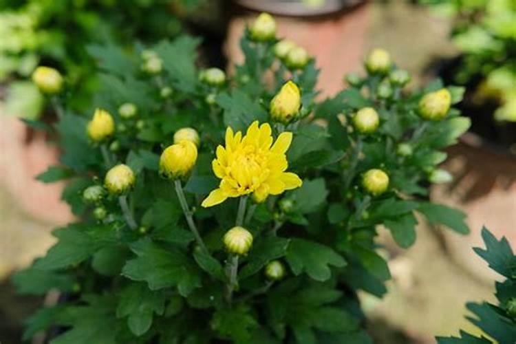菊花施肥方法,用什么肥好