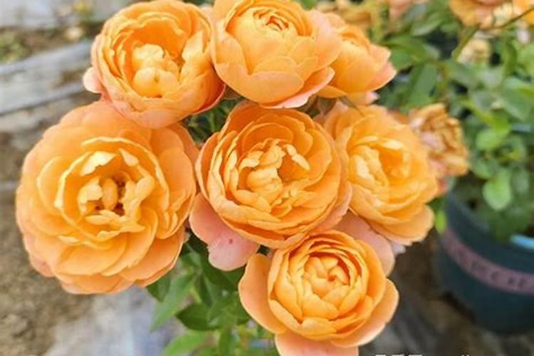 天堂鸟如何养,才能长的旺开花多？