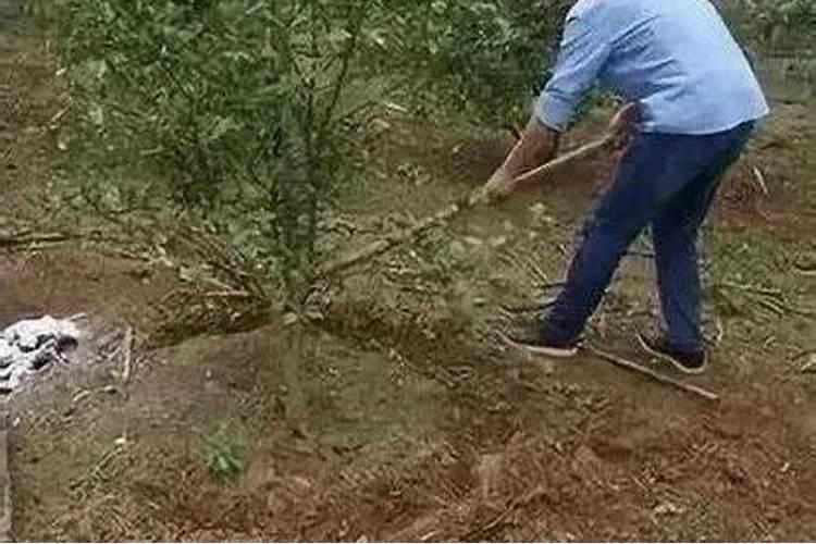 浇花的磷肥有哪些