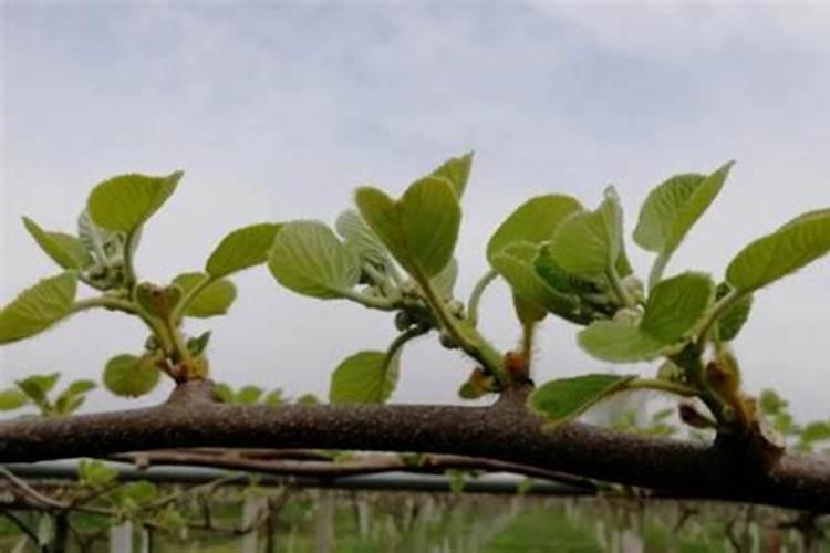 蔬菜种植补钙技巧 蔬菜种植怎么补钙