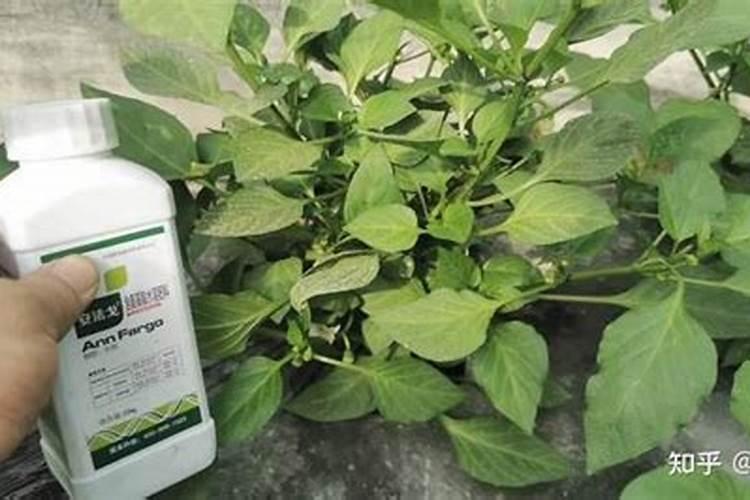 解除除草剂药害特效药