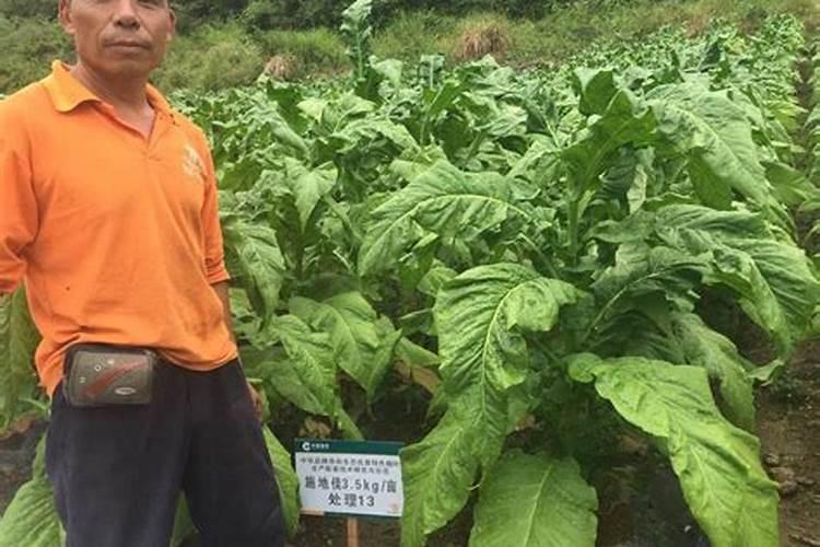 玉米控旺药和杀虫药,还有叶面肥一起打可以吗