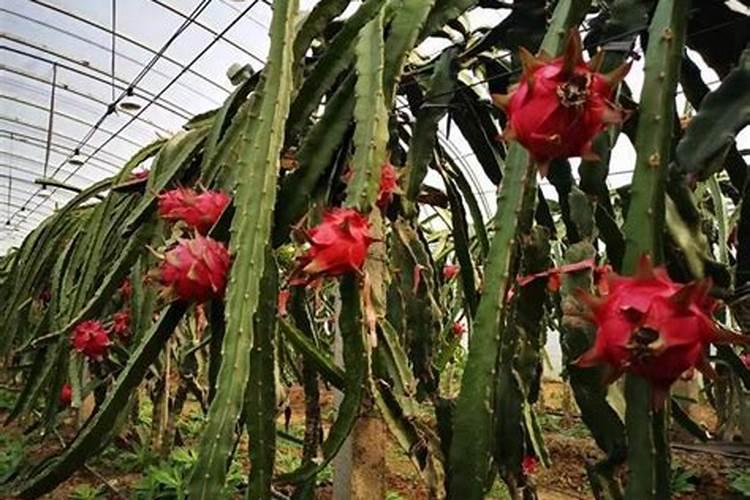 爱多收与芸苔素内酯对比