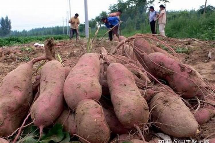 红薯种植施用什么肥料好