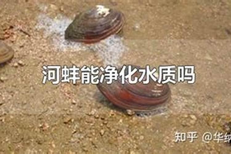 兰花花肥用什么合适 肥料制作与使用方法