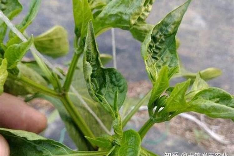 我想问问种茴香用什么除草剂