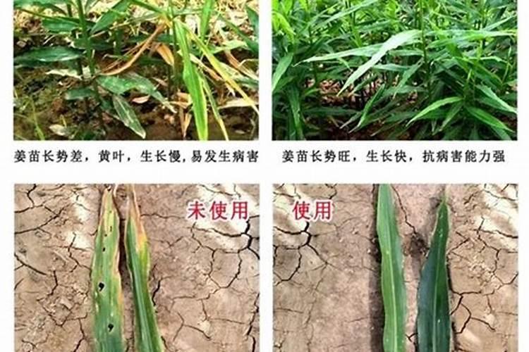 生姜苗期如何管理？生姜苗期施什么肥好？