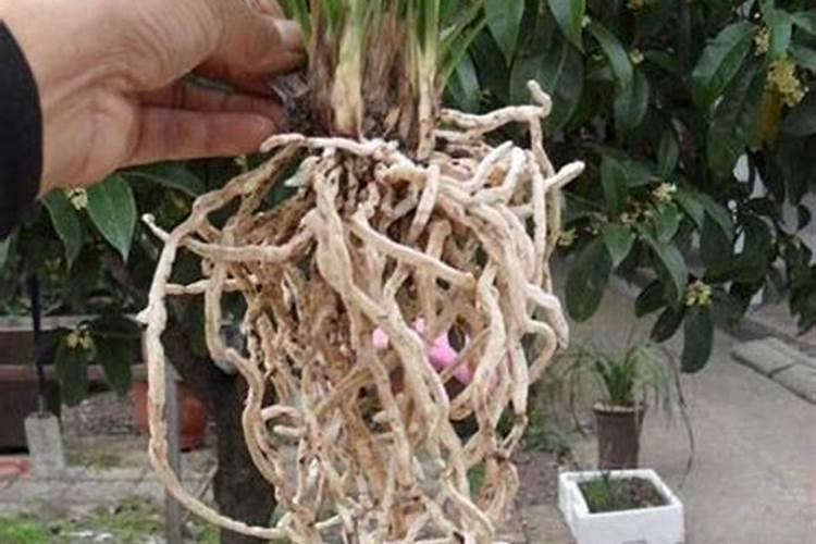 氮肥的作用,天然的氮肥有哪些