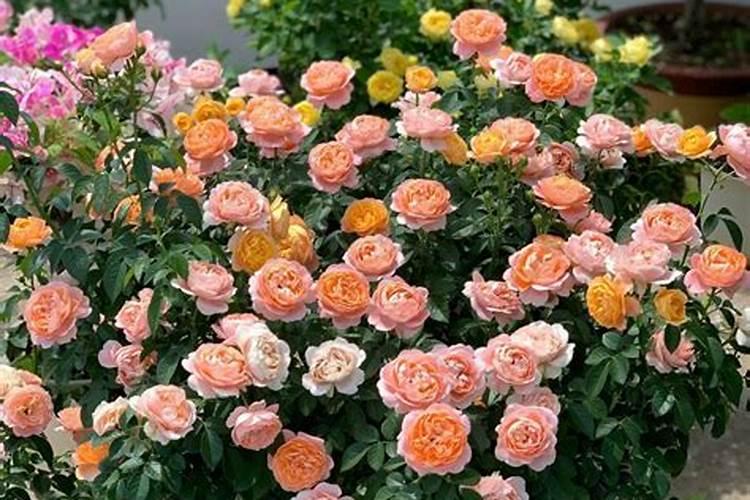 月季花施肥方法怎样给月季花施肥