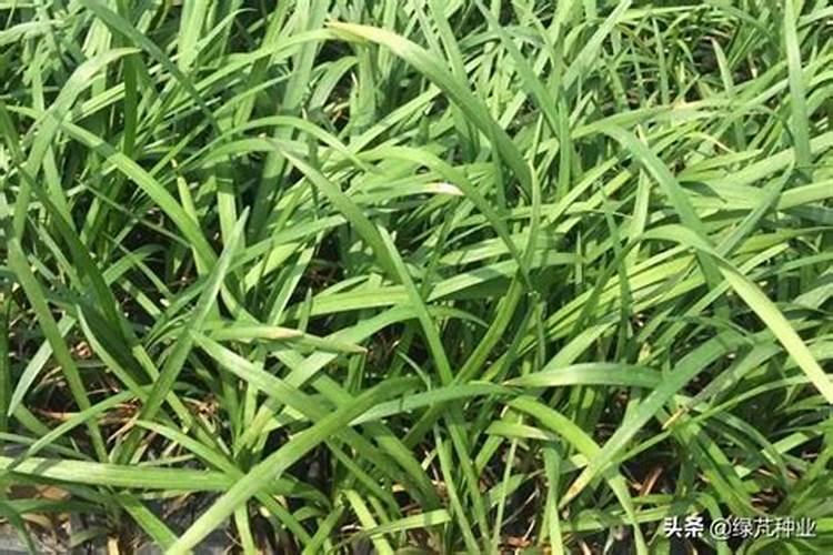 麦冬亩产量是多少