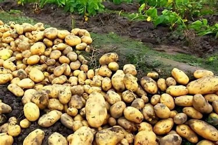 蓝莓的果粉有什么作用