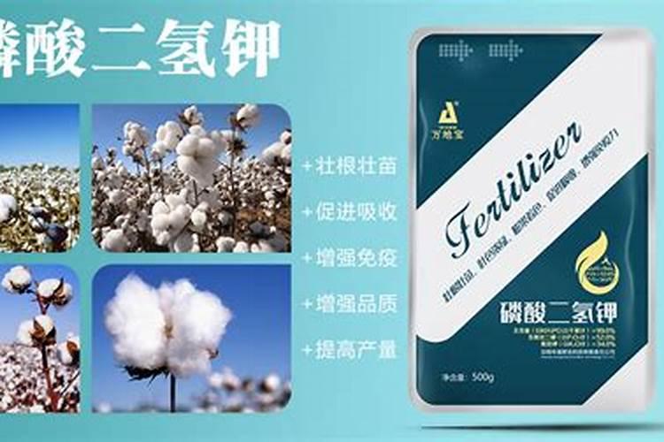 招财树浇水的正确方法