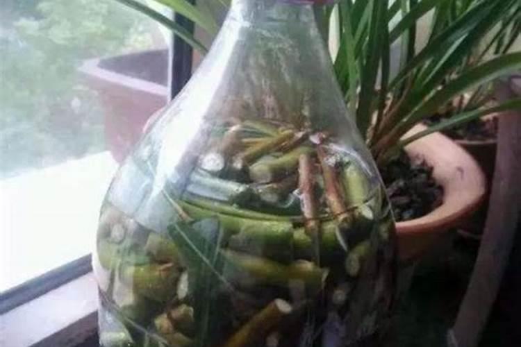 生根剂可以直接浇花吗