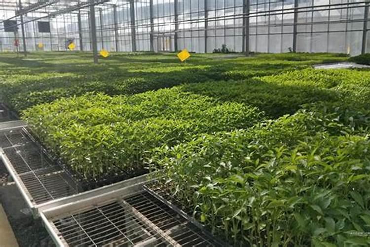 辣椒育苗怎样施底肥？