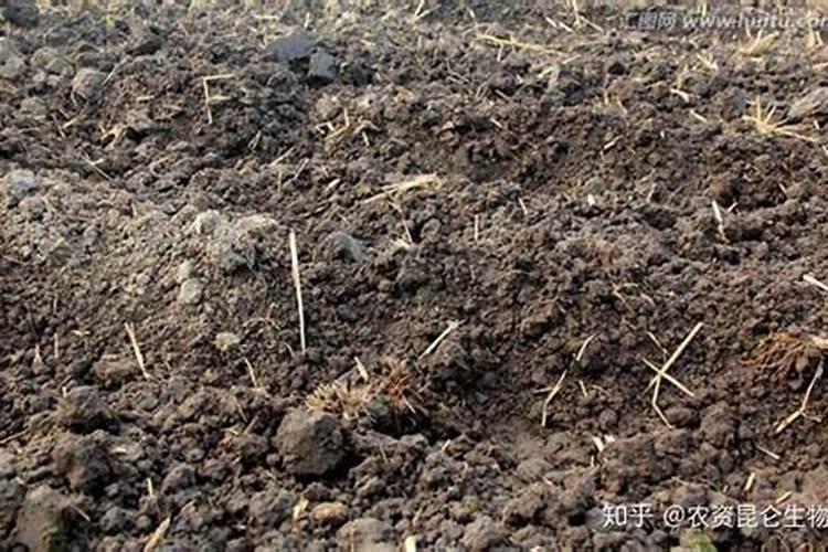 种植甘蓝到底应该施用硫酸钾还是氯化钾呢？为什么？