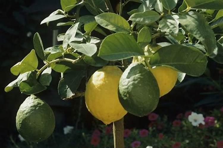 八角树在什么时候喷保花保果药好？