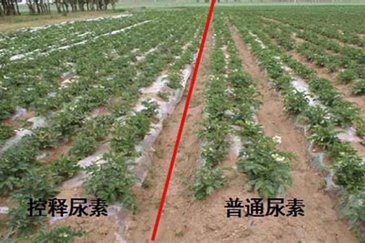 缓控释肥和复合肥哪个好 ？