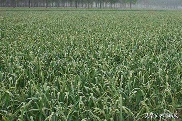 尿素氮与氨态氮的区别